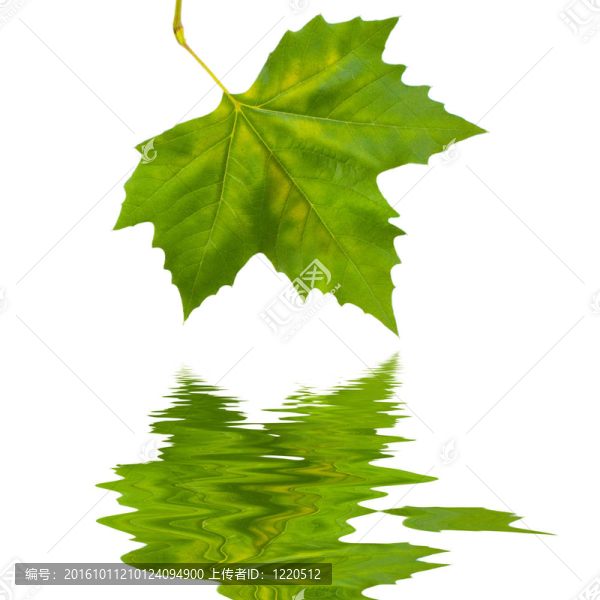 美麗的綠葉在春天的白色隔離