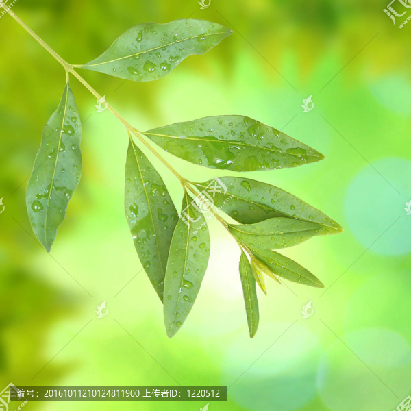 美麗的綠葉與綠色背景的春天