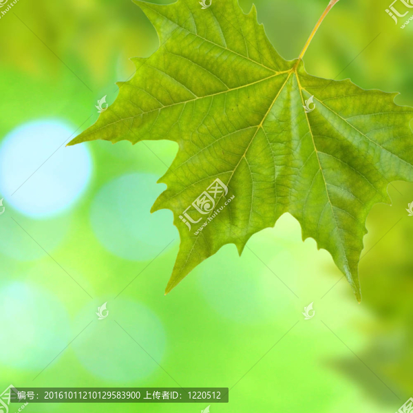 美麗的綠葉與綠色背景的春天