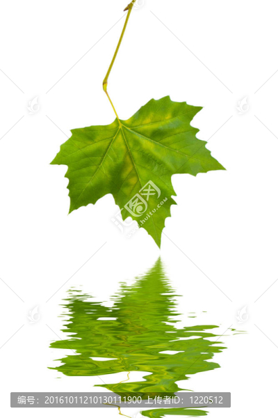 美麗的綠葉在春天的白色隔離