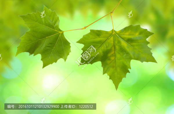 美麗的綠葉與綠色背景的春天