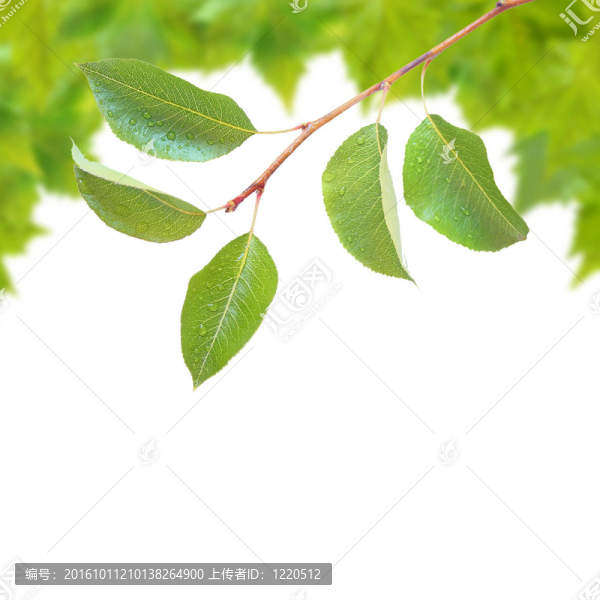 美麗的綠葉在春天的白色隔離