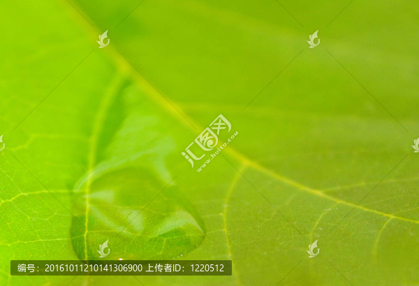 美麗的綠葉與綠色背景的春天