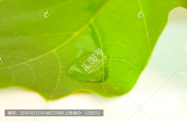 美麗的綠葉在春天的白色隔離