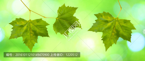 美麗的綠葉與綠色背景的春天