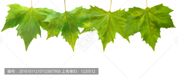 美麗的綠葉在春天的白色隔離