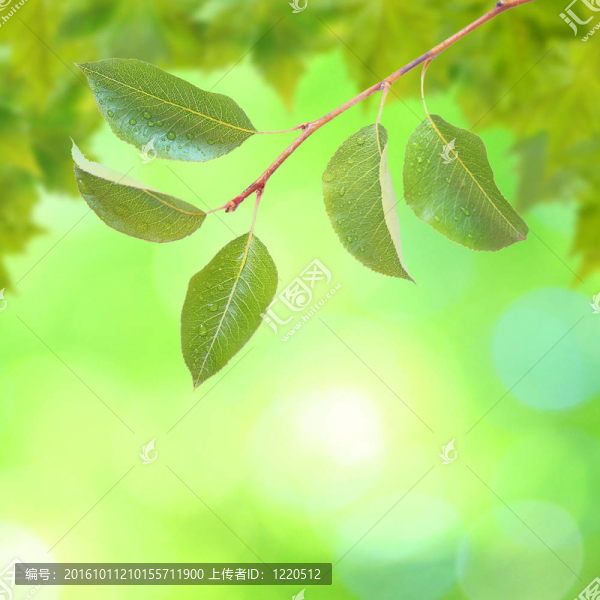 美麗的綠葉與綠色背景的春天