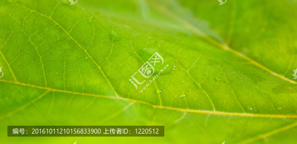 美麗的綠葉與綠色背景的春天