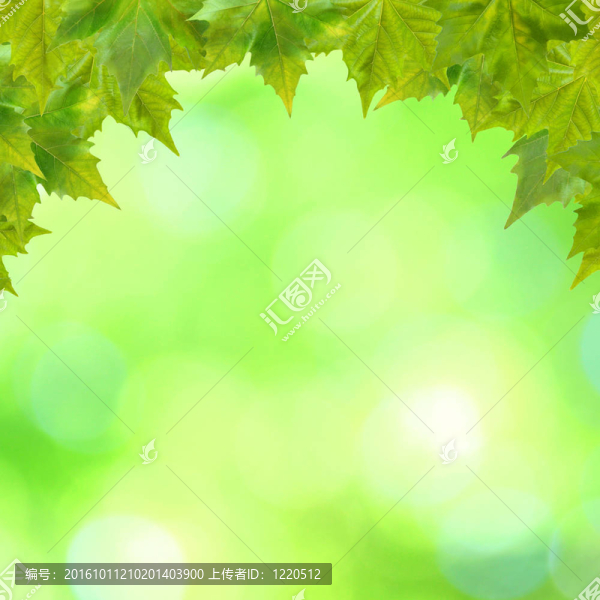 美麗的綠葉與綠色背景的春天