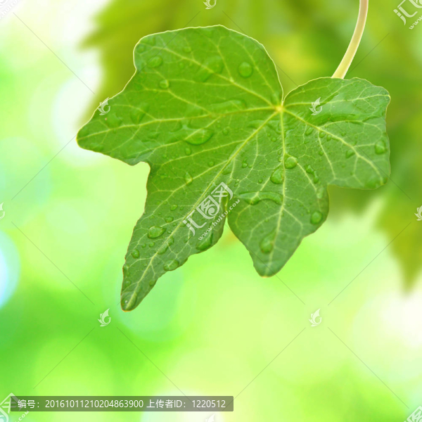 美麗的綠葉與綠色背景的春天