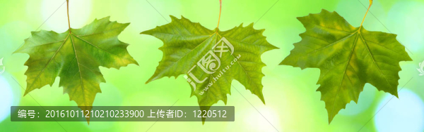 美麗的綠葉與綠色背景的春天