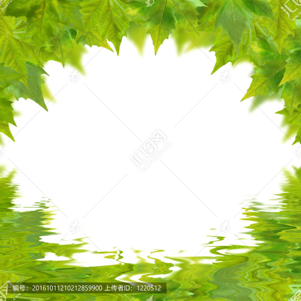 美麗的綠葉在春天的白色隔離