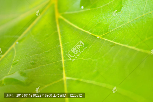 美麗的綠葉與綠色背景的春天