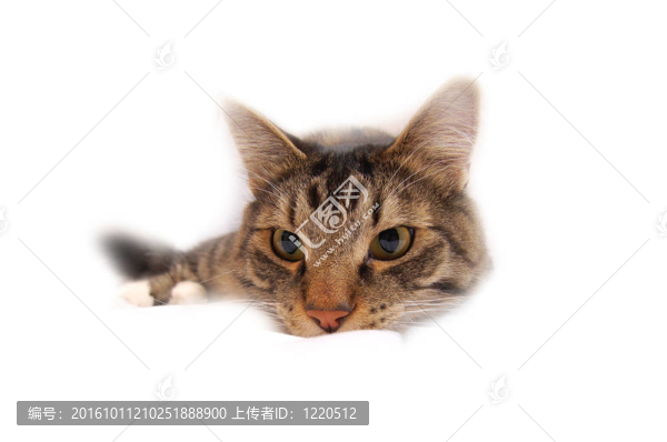孤立天堂里的貓