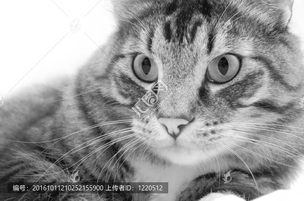 貓