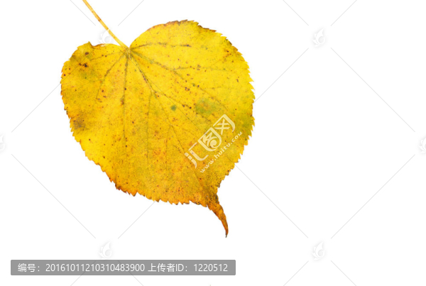 秋天的美麗的金色的樹葉
