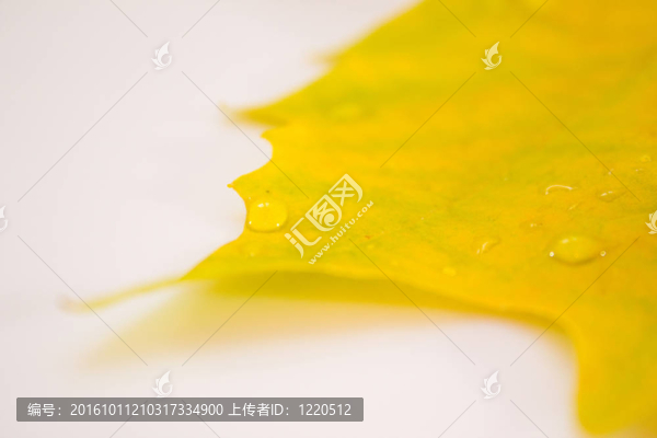 秋天的美麗的金色的樹(shù)葉
