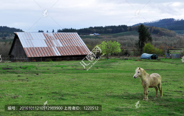 谷倉前的馬小馬