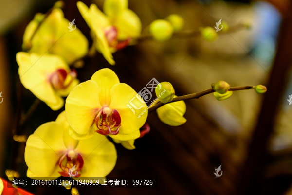 臺(tái)灣蝴蝶蘭