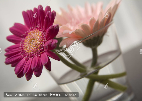 Gerbera的雛菊