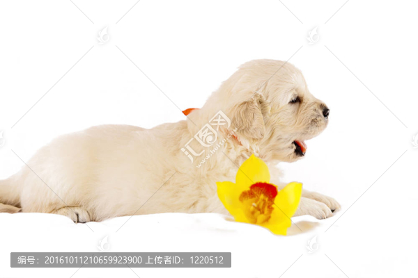 黃金獵犬小狗孤立在白色背景與花