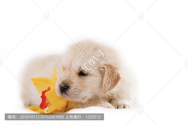 黃金獵犬小狗孤立在白色背景與花