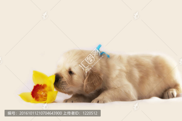 黃金獵犬小狗孤立在白色背景與花