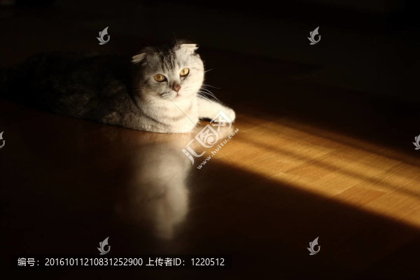 貓