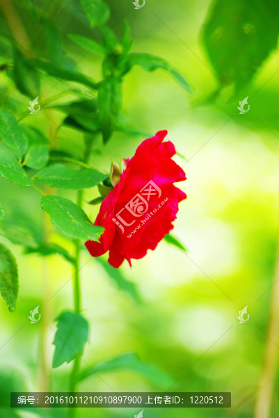 紅玫瑰