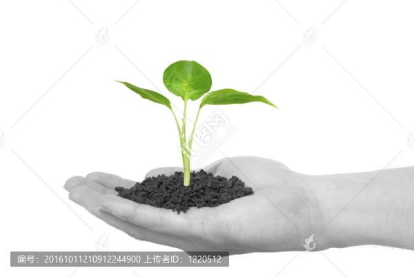 植物在手