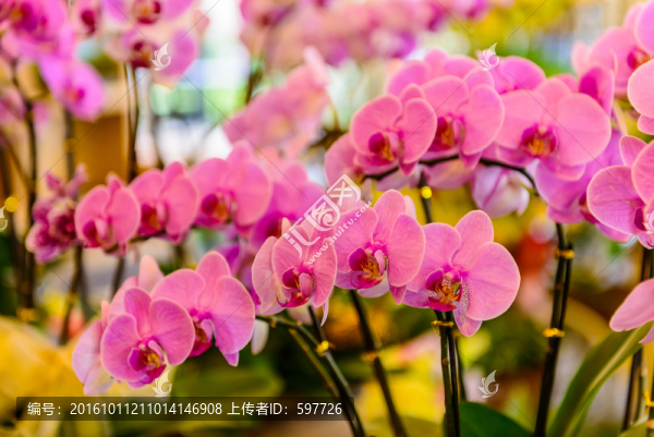 粉紅蝴蝶蘭