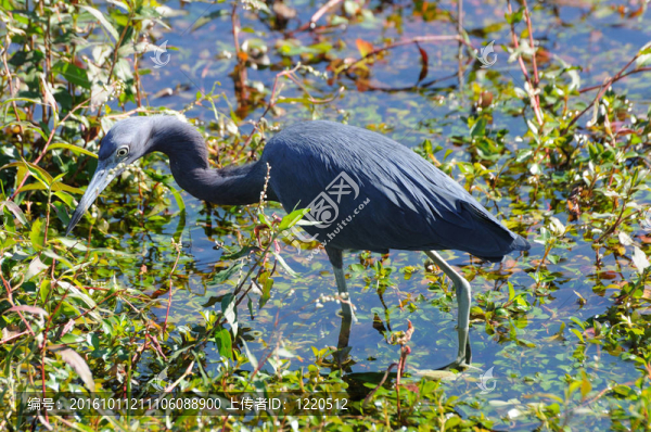 大藍鷺（Ardea,herodias）在沼澤地；佛羅里達州