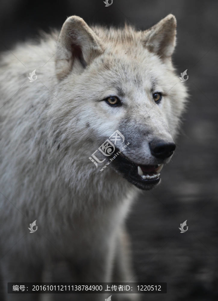 北極狼（Canis,lupus,arctos）又名北極狼或White,Wolf關(guān)閉了這個(gè)美麗的捕食者