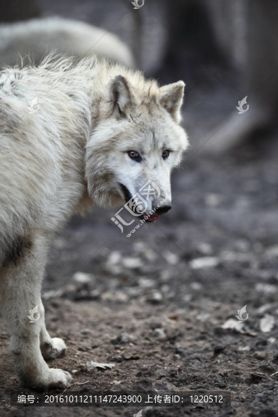北極狼（Canis,lupus,arctos）又名北極狼或White,Wolf關閉了這個美麗的捕食者