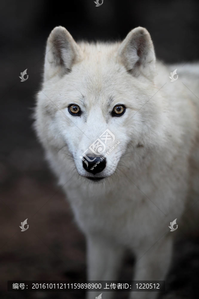 北極狼（Canis,lupus,arctos）又名北極狼或White,Wolf關(guān)閉了這個美麗的捕食者