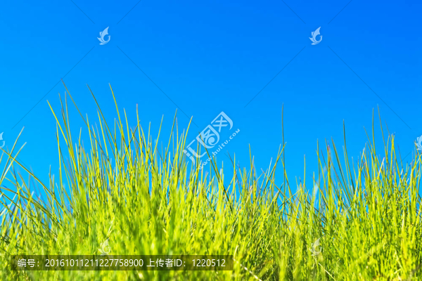 草和藍天背景。