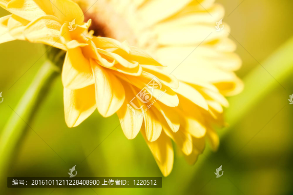 大自然的光輝；陽光燦爛的雛菊