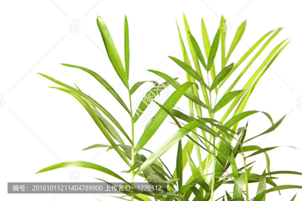 白色背景植物。
