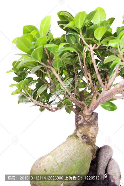 白色背景植物。