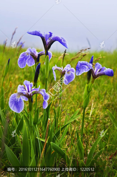 藍旗花