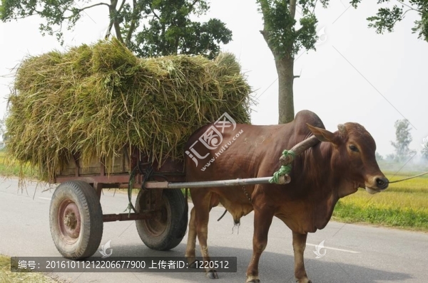 牛和車上滿載著成捆的水稻