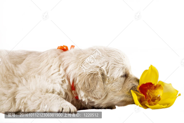 黃金獵犬小狗孤立在白色背景與花