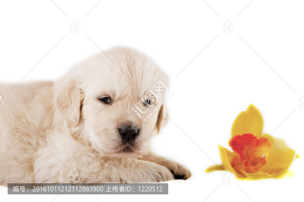 黃金獵犬小狗孤立在白色背景與花