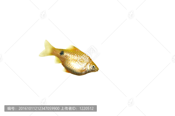 玫瑰無須鲃