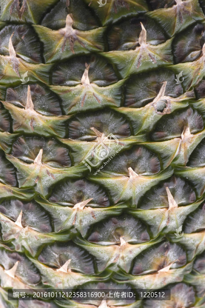 菠蘿皮宏