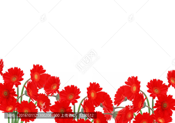在白色背景上鮮艷的紅色雛菊
