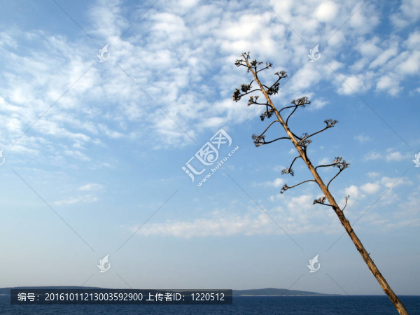 阿加瓦