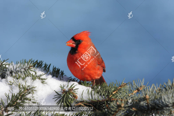紅衣主教In,Snow