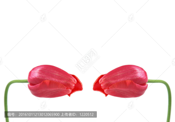 白色背景上的兩朵紅色郁金香