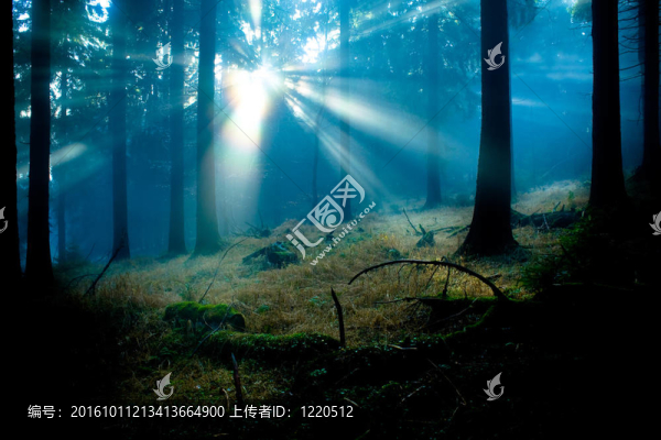迷霧森林